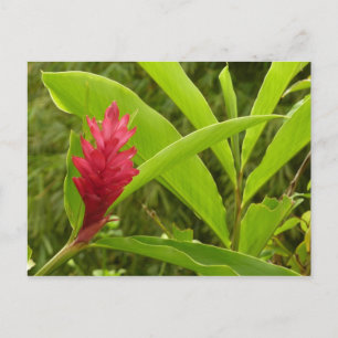 Red Ginger Blume (Alpinia) Tropical Postkarte