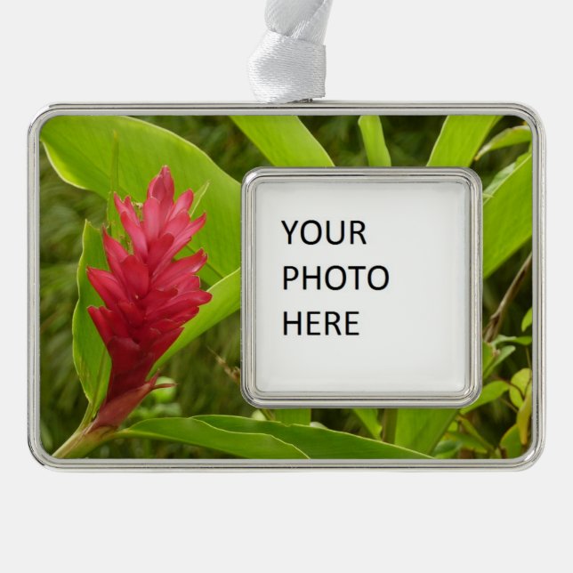 Red Ginger Blume (Alpinia) Tropical Rahmen-Ornament Silber (Vorderseite)