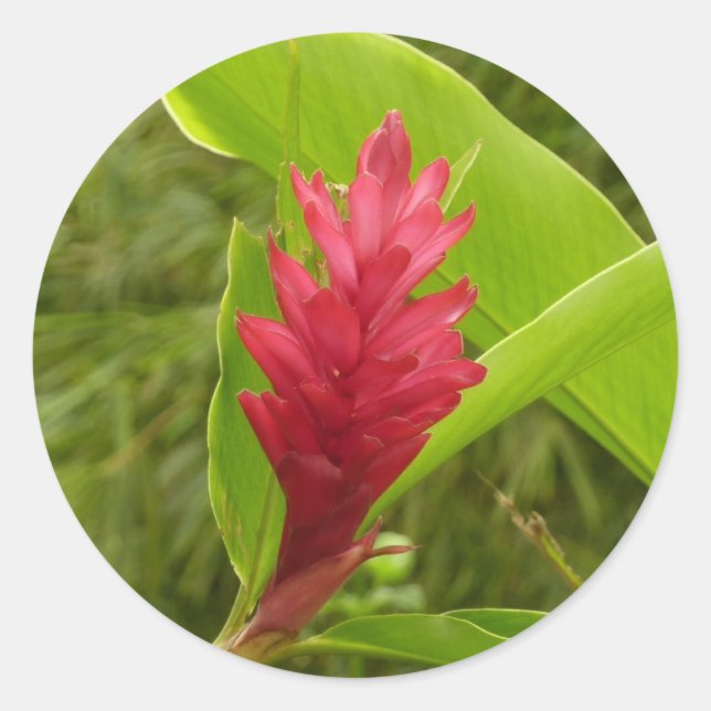 Red Ginger Blume (Alpinia) Tropical Runder Aufkleber (Vorderseite)