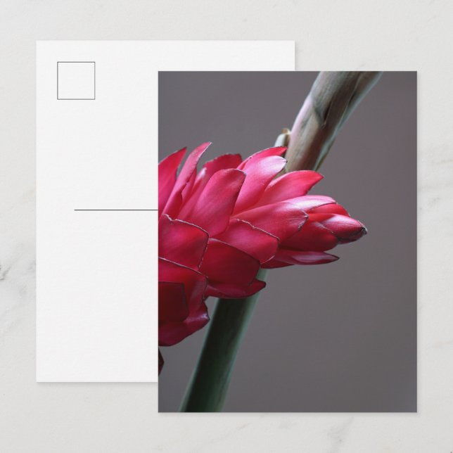 Red Ginger Blumen Postcard Postkarte (Vorne/Hinten)