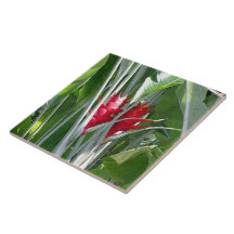 Red Ginger