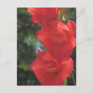 Red Gladiolas Postcards Postkarte