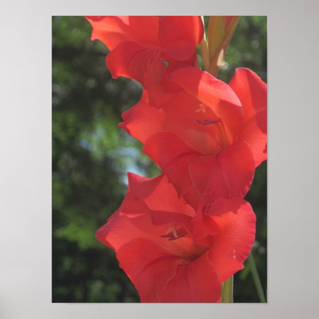 Red Gladiolas Poster Print (Vorne)