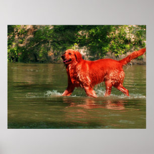 Red Golden Retriever in Water Poster