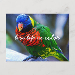 Red Green Blue Lorikeet Bird Live Life Postkarte