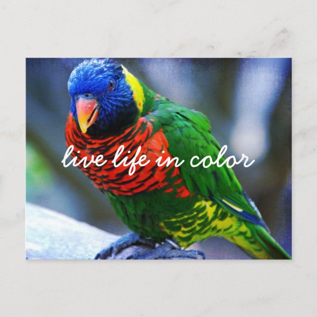 Red Green Blue Lorikeet Bird Live Life Postkarte (Vorderseite)