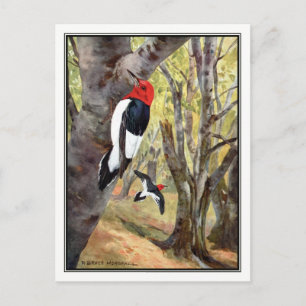Red-Headed Woodpecker - Robert Bruce Horsfall Postkarte