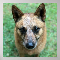 Red Healer Australischer Rinderhund