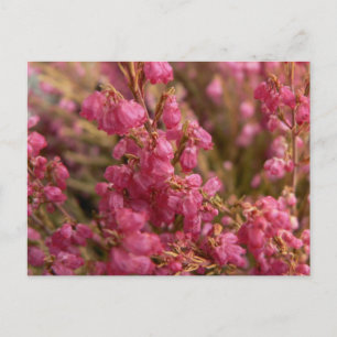 Red Heather Blume Postkarte