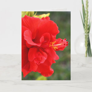 Red Hibiscus Close Karte