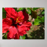 Red Hibiskus Canvas Print