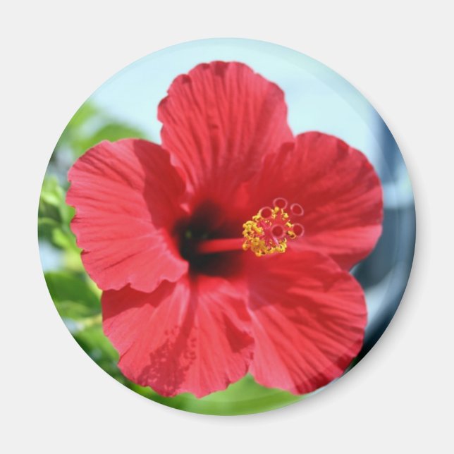 Red Hibiskus Magnet (Vorne)