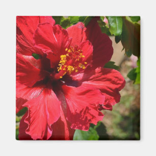 Red Hibiskus Magnet