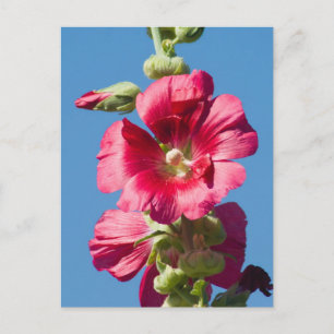 Red Hollyhock Against a Blue Sky Postkarte