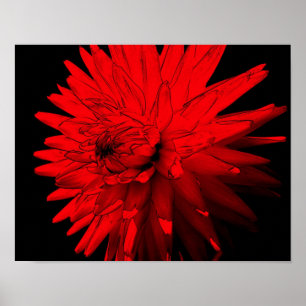Red Hot Dahlia Blume Poster