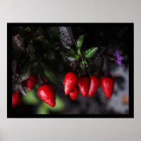 Red Hot Garden Salsa Chili Paprikaschoten.