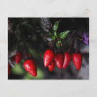 Red Hot Garden Salsa Chili Paprikaschoten.