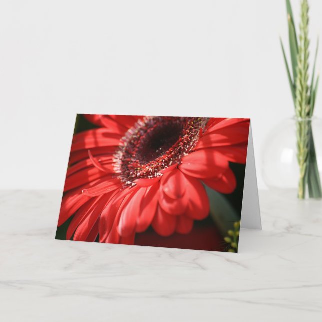 Red Hot Gerbera Karte (Vorderseite)