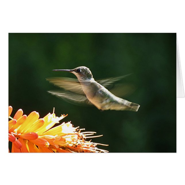 Red Hot Hummingbird (Vorderseite (Horizontal))