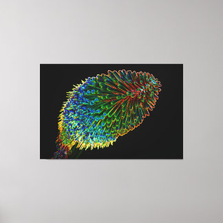 RED-HOT-POKER 40x60 Leinwanddruck