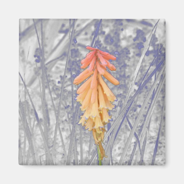Red Hot Poker Magnet (Vorne)