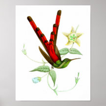 Red Hummingbird No.10 Antique Vogel Poster Print.