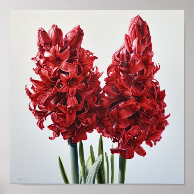 Red Hyacinth Blumen Art Print Poster (Vorne)