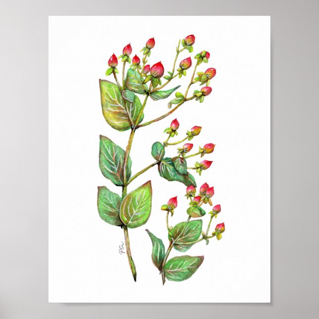 Red Hypericum Berry Poster (Vorne)