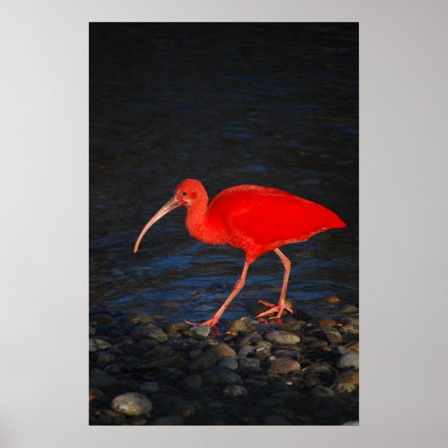 Red Ibis Poster (Vorne)
