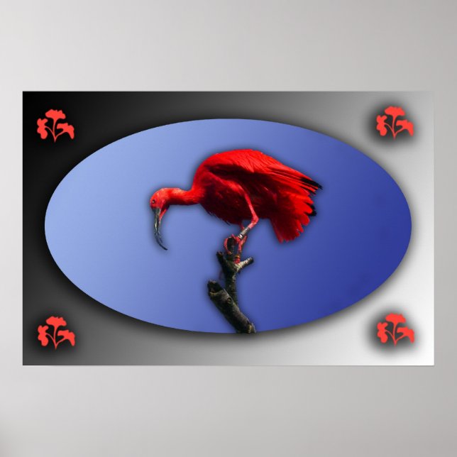 Red Ibis Poster (Vorne)
