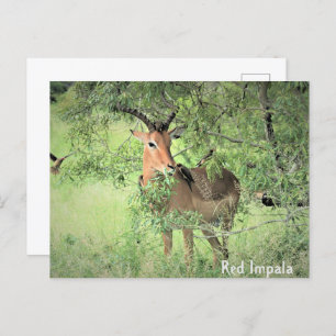 Red Impala Africa Postkarte