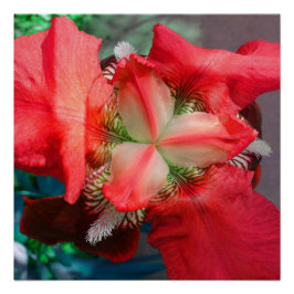 Red Iris Blume Perfect Poster