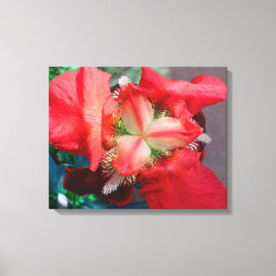 Red Iris Leinwand
