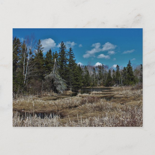 Red Island Pond Postkarte (Vorderseite)