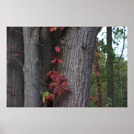 Red Ivy on Tree Poster