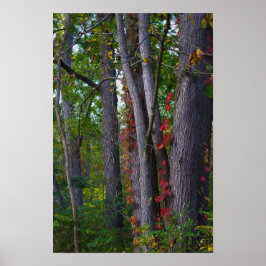 Red Ivy on Tree Poster