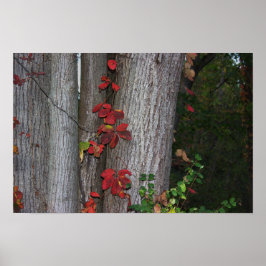 Red Ivy on Tree Poster