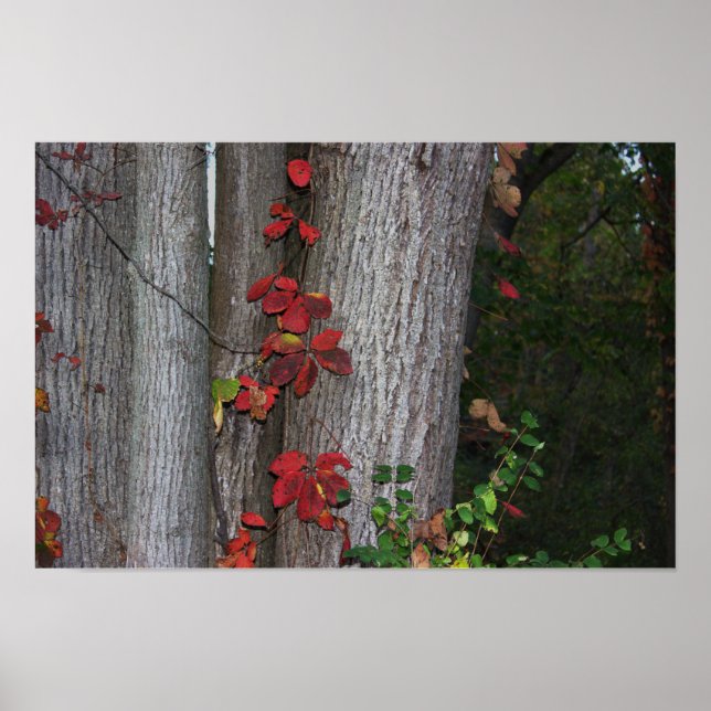 Red Ivy on Tree Poster (Vorne)