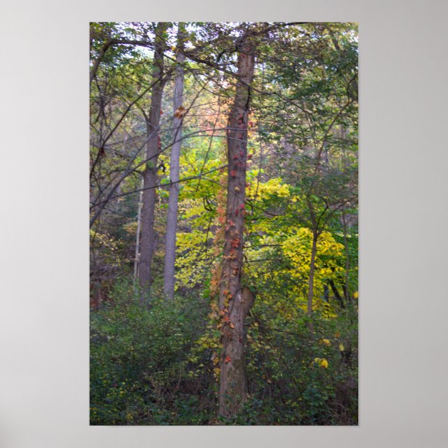 Red Ivy on Tree Poster (Vorne)