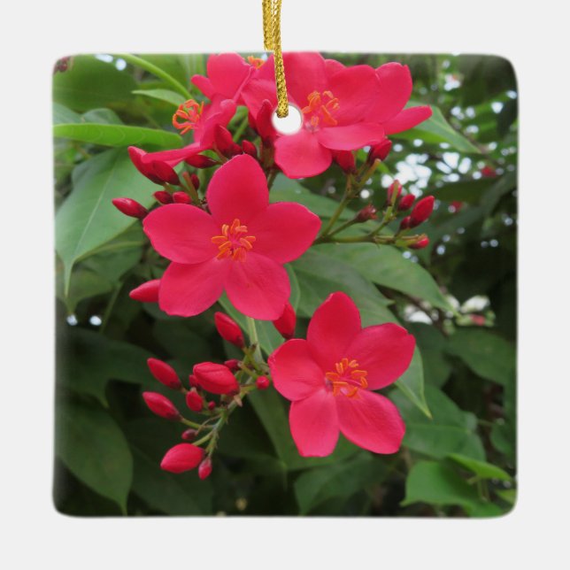 Red Jatropha Flowers Keramikornament (Vorderseite)