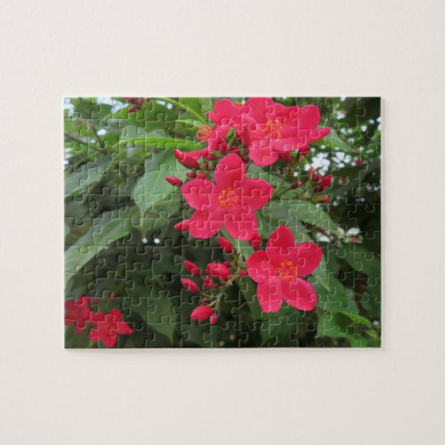 Red Jatropha Flowers Puzzle (Horizontal)