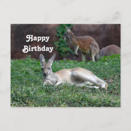 Red Kangaroo 6950 Geburtstag Postkarte