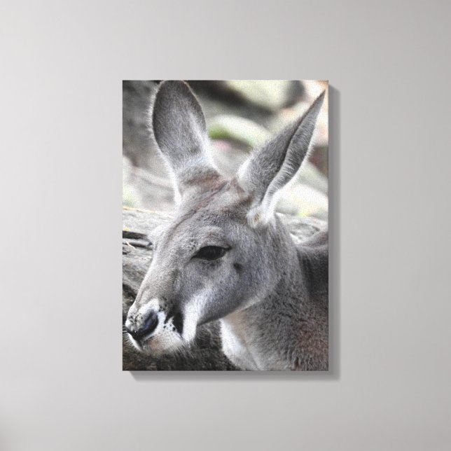 Red Kangaroo Leinwanddruck (Vorderseite)