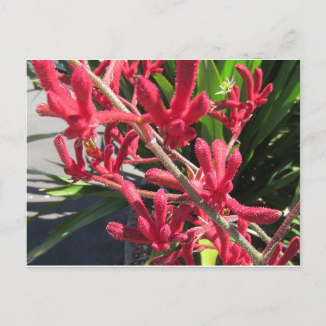 Red Kangaroo Paw Postkarte (Vorderseite)