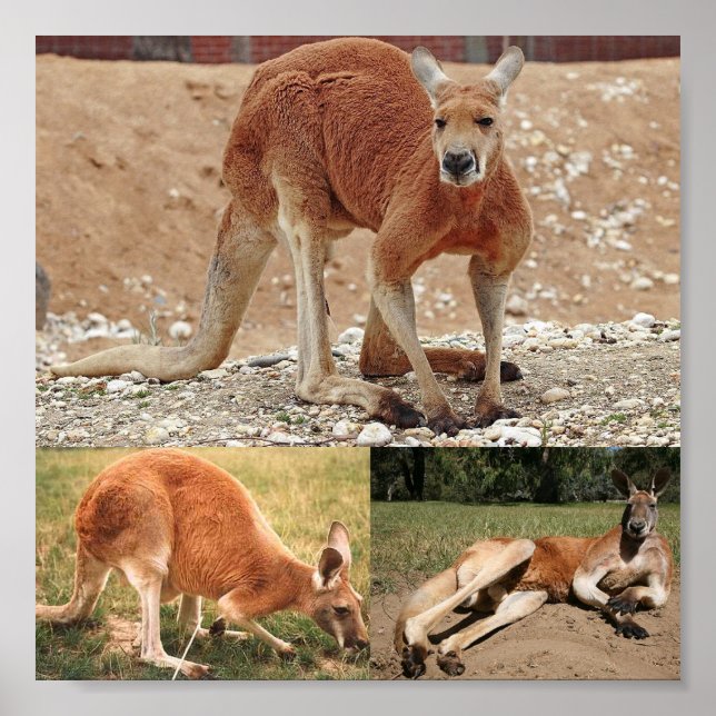 Red Kangaroo Poster (Vorne)