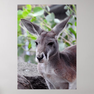 Red Kangaroo Poster