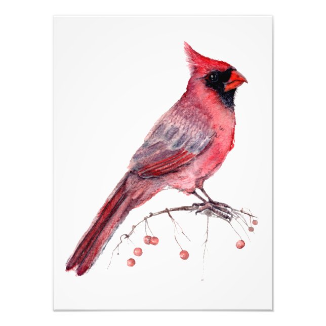 Red Kardinal Bird Fotodruck (Vorne)