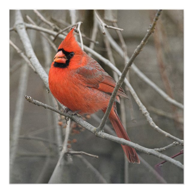 Red Kardinal Bird Fotodruck (Vorne)