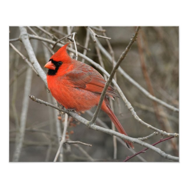 Red Kardinal Bird Fotodruck (Vorne)