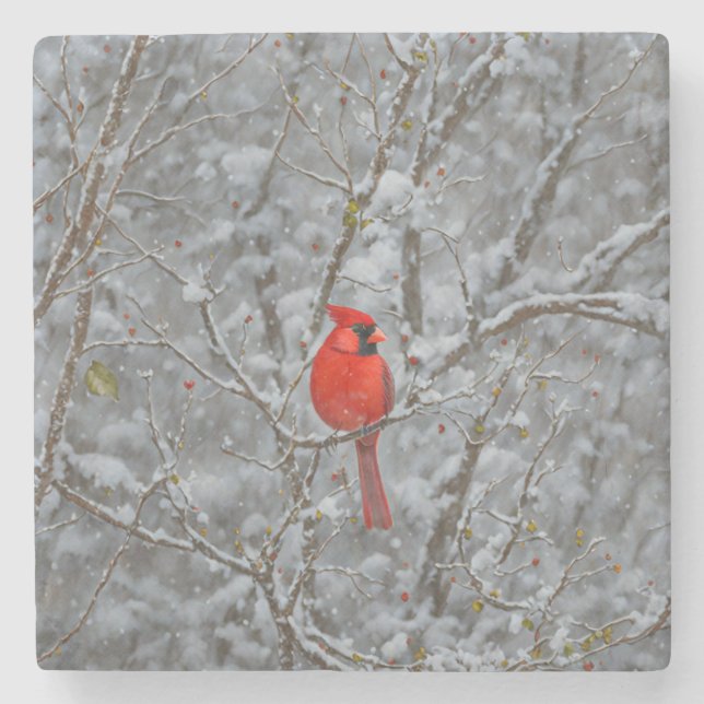 Red Kardinal Bird Snow Untersetzer (Vorderseite)